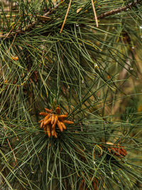 Crystal Pine
