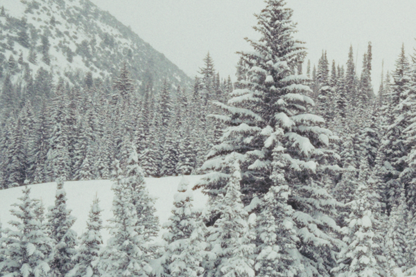 Evergreen in Snow: A Scented Tribute to the Majestic Bristlecone Pine