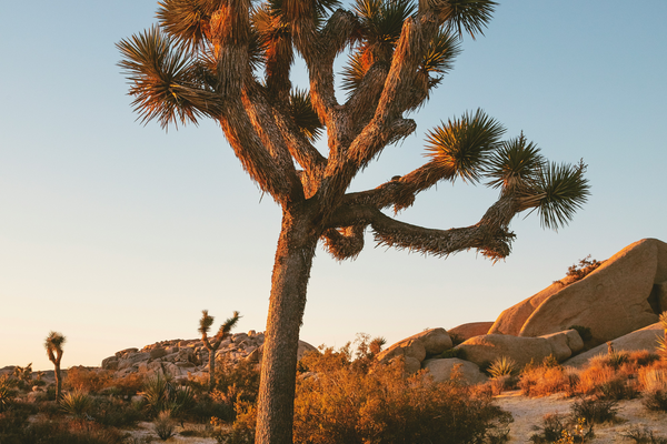 Rooted in Time: The Enduring Spirit of the Joshua Tree in Scent
