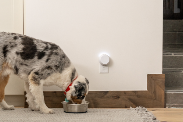 managing pet-related odors