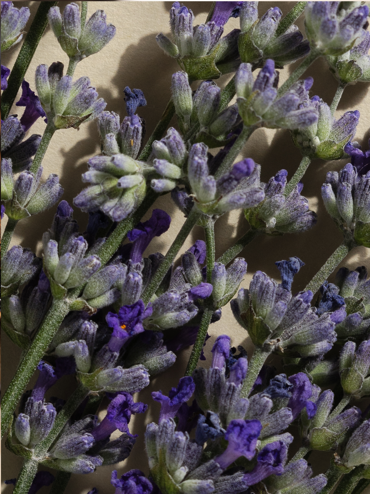 Lavender & Balsam Smart Home Fragrance Refill, 10mL